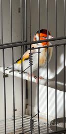 Coppia cardellini mayor 2025