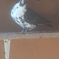 Colombi razza sivianos