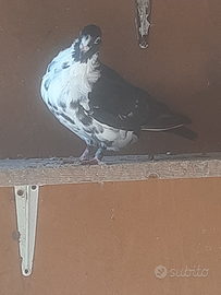 Colombi razza sivianos