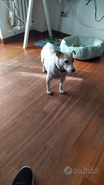 Trilocale da affittare