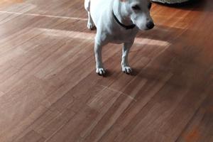 Trilocale da affittare