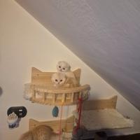 Gatto scottish fold