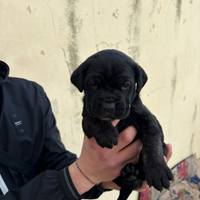Cane corso