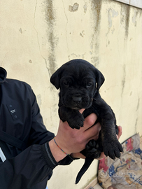 Cane corso