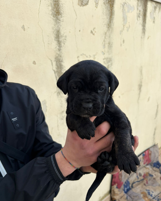 Cane corso