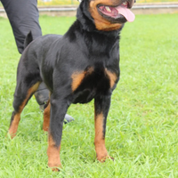 Rottweiler femmina pedigree