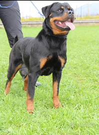 Rottweiler femmina pedigree