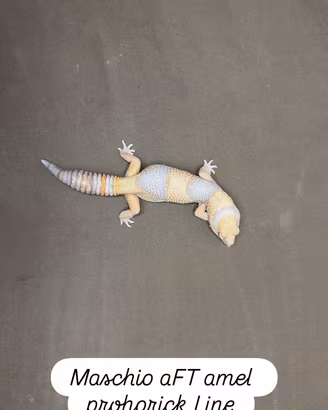 Gechi leopardini e africani