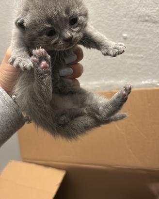 Scottish gatti