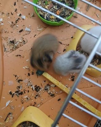 Animali criceti