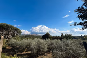 Terreno agricolo