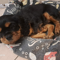 Cavalier king BT con pedigree