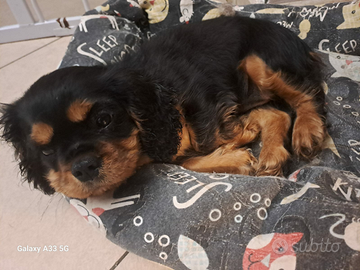 Cavalier king BT con pedigree