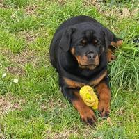 Cucciola rottweiler