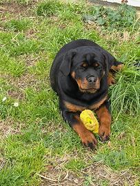 Cucciola rottweiler