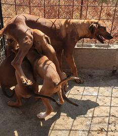 Cuccioli di Segugio Maremmano 