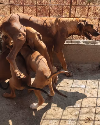 Cuccioli di Segugio Maremmano 