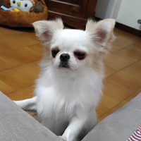 Chihuahua maschio Dolcissimo monta