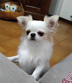 Chihuahua maschio Dolcissimo monta