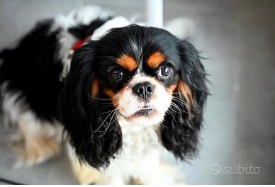 Cavalier King