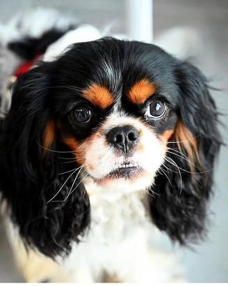 Cavalier King