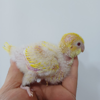 Parrocchetto Monaco lutino