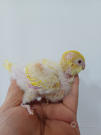 Parrocchetto Monaco lutino