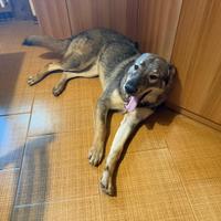 Cucciolo 8 mesi