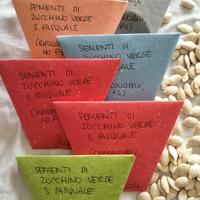 Sementi di zucchino verde