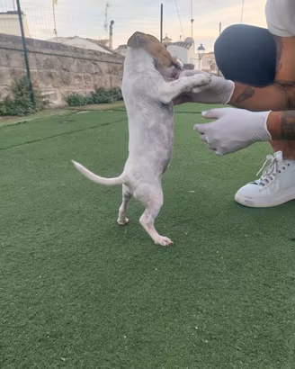 Jack russell