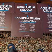 anatomia umana