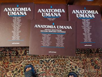anatomia umana