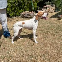 Pointer inglese bianco arancio