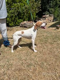 Pointer inglese bianco arancio