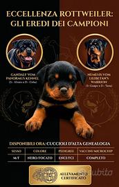 Cuccioli di Rottweiller disponibili