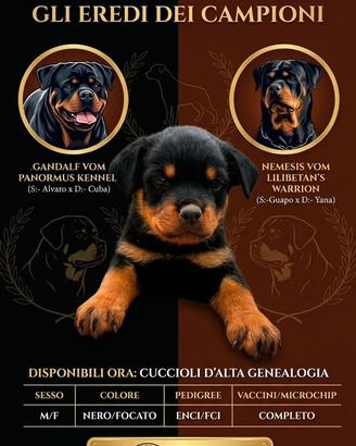 Cuccioli di Rottweiller disponibili