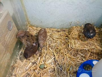 Quartetto quaglie cinesi