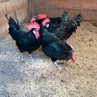 Galli razza Valdarno