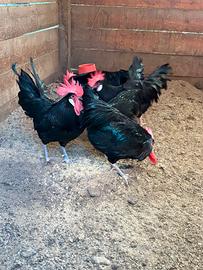 Galli razza Valdarno