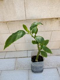 Brugmansia Bianca (Tromba degli Angeli) 