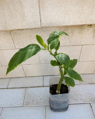 Brugmansia Bianca (Tromba degli Angeli) 