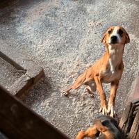 Cuccioloni di Segugio Maremmano