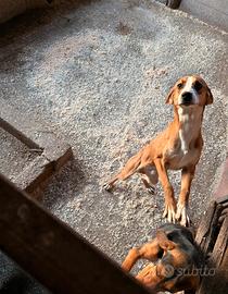 Cuccioloni di Segugio Maremmano