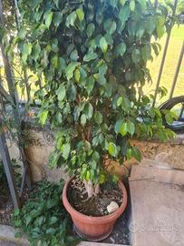 pianta di ficus Benjamina sana e bellissim adatta