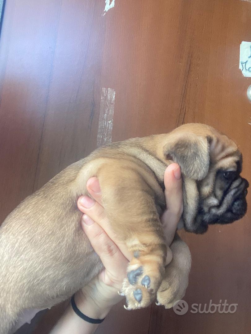 Ciao io sono ballerina cappuccina bulldog francese Animali In