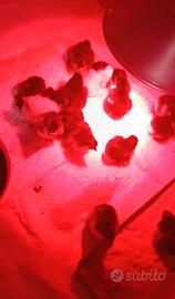 Pulcini Marans