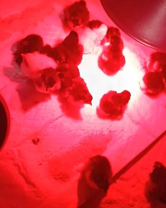 Pulcini Marans