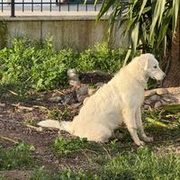 Cane pastore abruzzese