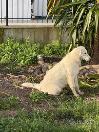 Cane pastore abruzzese
