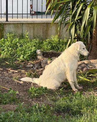 Cane pastore abruzzese